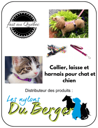 Collier, laisse et harnais